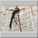 Gasteruption assectator - Gichtwespe w01b 10mm - OS-Insektenhotel det.jpg